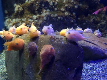 新江ノ島水族館に投稿された画像（2022/4/3）