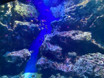 マクセル アクアパーク品川に投稿された画像（2022/4/3）