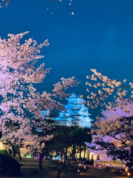 姫路城（イベント）に投稿された画像（2022/4/3）