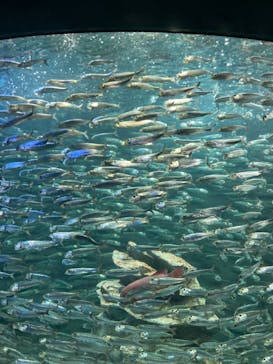 サンシャイン水族館に投稿された画像（2022/4/3）