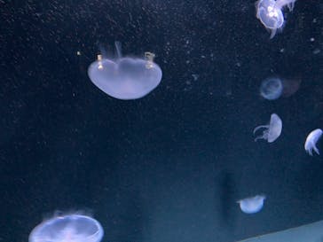 サンシャイン水族館に投稿された画像（2022/4/3）