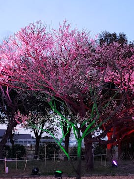 せんだい農業園芸センター　みどりの杜に投稿された画像（2022/4/3）