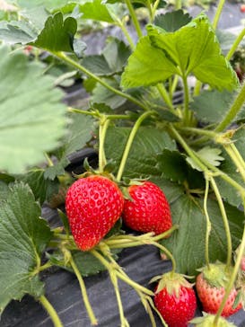 成田ゆめ牧場に投稿された画像（2022/4/3）