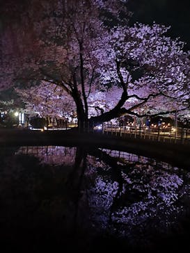 姫路城（イベント）に投稿された画像（2022/4/3）