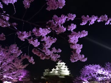 姫路城（イベント）に投稿された画像（2022/4/3）