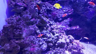 マクセル アクアパーク品川に投稿された画像（2022/4/3）