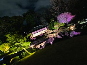 NAKED FLOWERS 2022 -桜- 世界遺産・二条城に投稿された画像（2022/4/3）