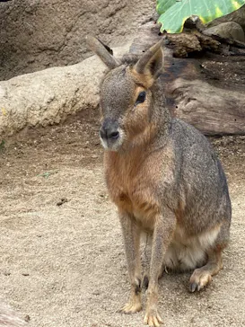 神戸どうぶつ王国に投稿された画像（2022/4/3）