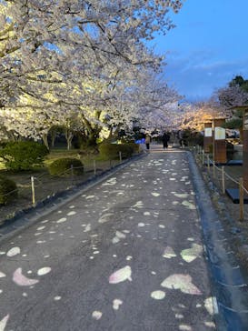 姫路城（イベント）に投稿された画像（2022/4/3）