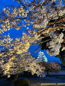 姫路城（イベント）に投稿された画像（2022/4/3）