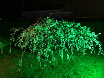 せんだい農業園芸センター　みどりの杜に投稿された画像（2022/4/3）