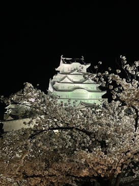 姫路城（イベント）に投稿された画像（2022/4/3）