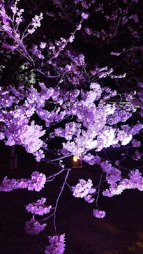 姫路城（イベント）に投稿された画像（2022/4/3）