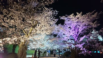 姫路城（イベント）に投稿された画像（2022/4/3）