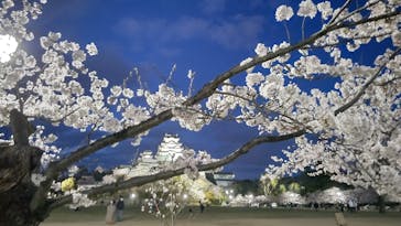 姫路城（イベント）に投稿された画像（2022/4/3）