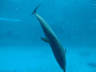 名古屋港水族館に投稿された画像（2022/4/3）