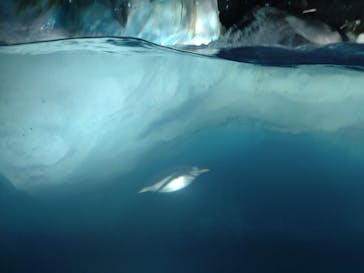 名古屋港水族館に投稿された画像（2022/4/3）