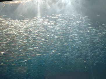 名古屋港水族館に投稿された画像（2022/4/3）