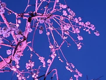 せんだい農業園芸センター　みどりの杜に投稿された画像（2022/4/3）