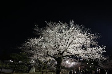 姫路城（イベント）に投稿された画像（2022/4/3）