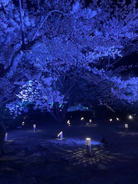 姫路城（イベント）に投稿された画像（2022/4/3）