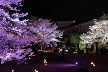 姫路城（イベント）に投稿された画像（2022/4/3）