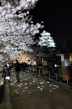 姫路城（イベント）に投稿された画像（2022/4/3）