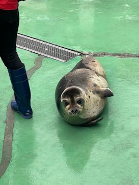 ゼロ距離水族館 伊勢シーパラダイスに投稿された画像（2022/4/3）