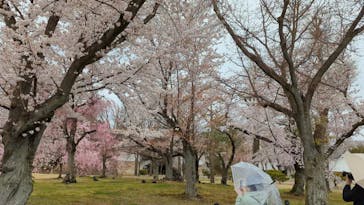 元離宮二条城に投稿された画像（2022/4/3）
