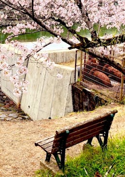 京阪電車に投稿された画像（2022/4/3）