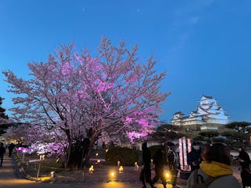 姫路城（イベント）に投稿された画像（2022/4/3）