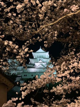 姫路城（イベント）に投稿された画像（2022/4/3）