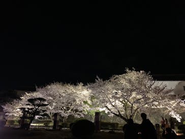 姫路城（イベント）に投稿された画像（2022/4/3）