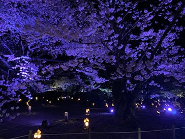 姫路城（イベント）に投稿された画像（2022/4/3）