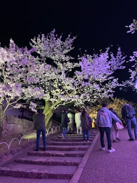 姫路城（イベント）に投稿された画像（2022/4/3）