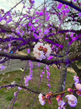 せんだい農業園芸センター　みどりの杜に投稿された画像（2022/4/3）