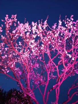 せんだい農業園芸センター　みどりの杜に投稿された画像（2022/4/3）