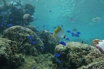 ダイビングショップ Sea Free（シーフリー）に投稿された画像（2022/4/3）