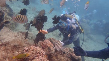 ダイビングショップ Sea Free（シーフリー）に投稿された画像（2022/4/3）