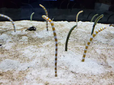 すみだ水族館に投稿された画像（2022/4/3）