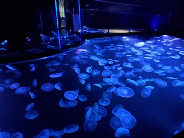 すみだ水族館に投稿された画像（2022/4/3）