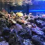 しながわ水族館に投稿された画像（2022/4/4）