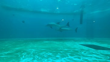 しながわ水族館に投稿された画像（2022/4/3）