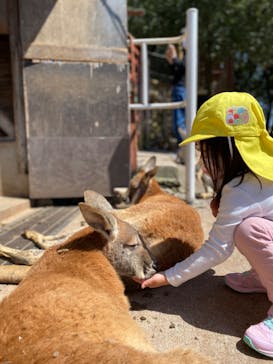 秋吉台自然動物公園 サファリランドに投稿された画像（2022/4/3）