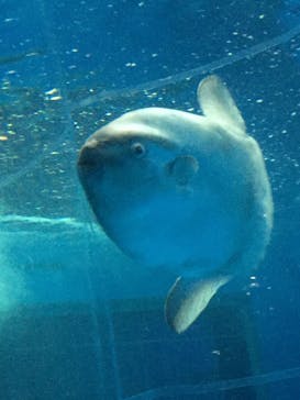 アクアワールド茨城県大洗水族館に投稿された画像（2022/4/3）