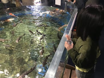 サケのふるさと 千歳水族館に投稿された画像（2022/4/3）