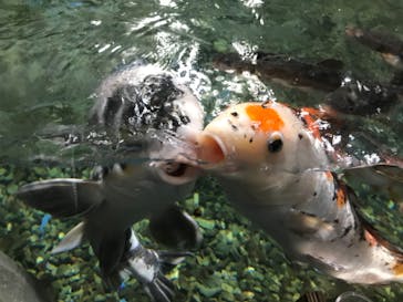 サケのふるさと 千歳水族館に投稿された画像（2022/4/3）