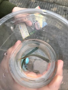 サケのふるさと 千歳水族館に投稿された画像（2022/4/3）