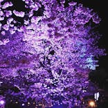 姫路城（イベント）に投稿された画像（2022/4/4）