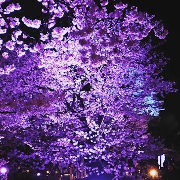 姫路城（イベント）に投稿された画像（2022/4/3）